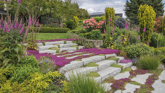 Creeping Thyme Seeds Growing Guide for All Seasons
