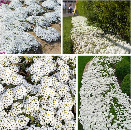 Creeping Thyme Seeds
