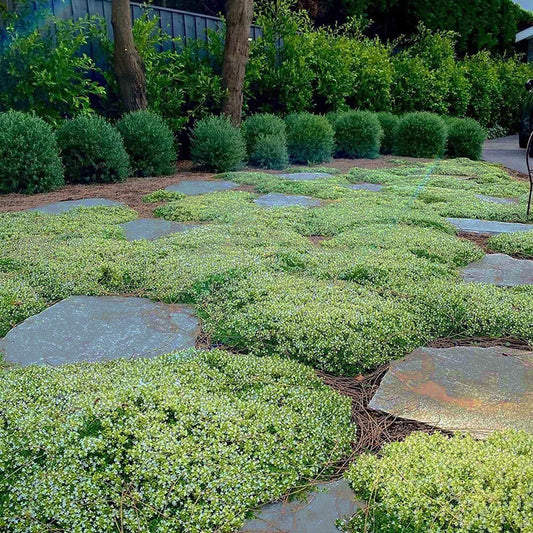 Creeping Thyme Seeds