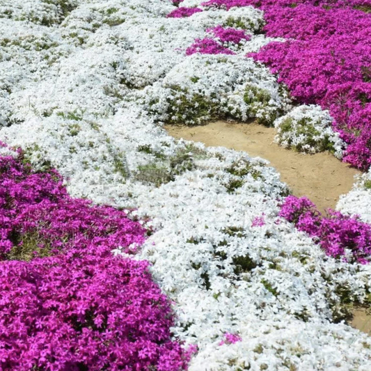 Creeping Thyme Seeds