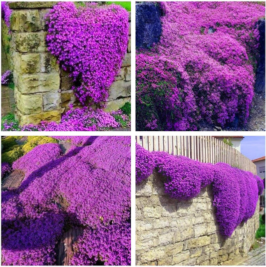 Creeping Thyme Seeds