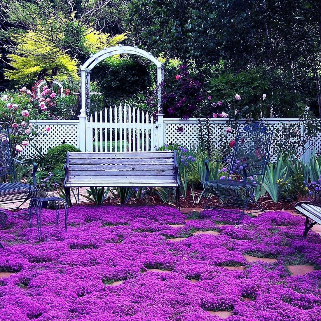 Creeping Thyme Seeds