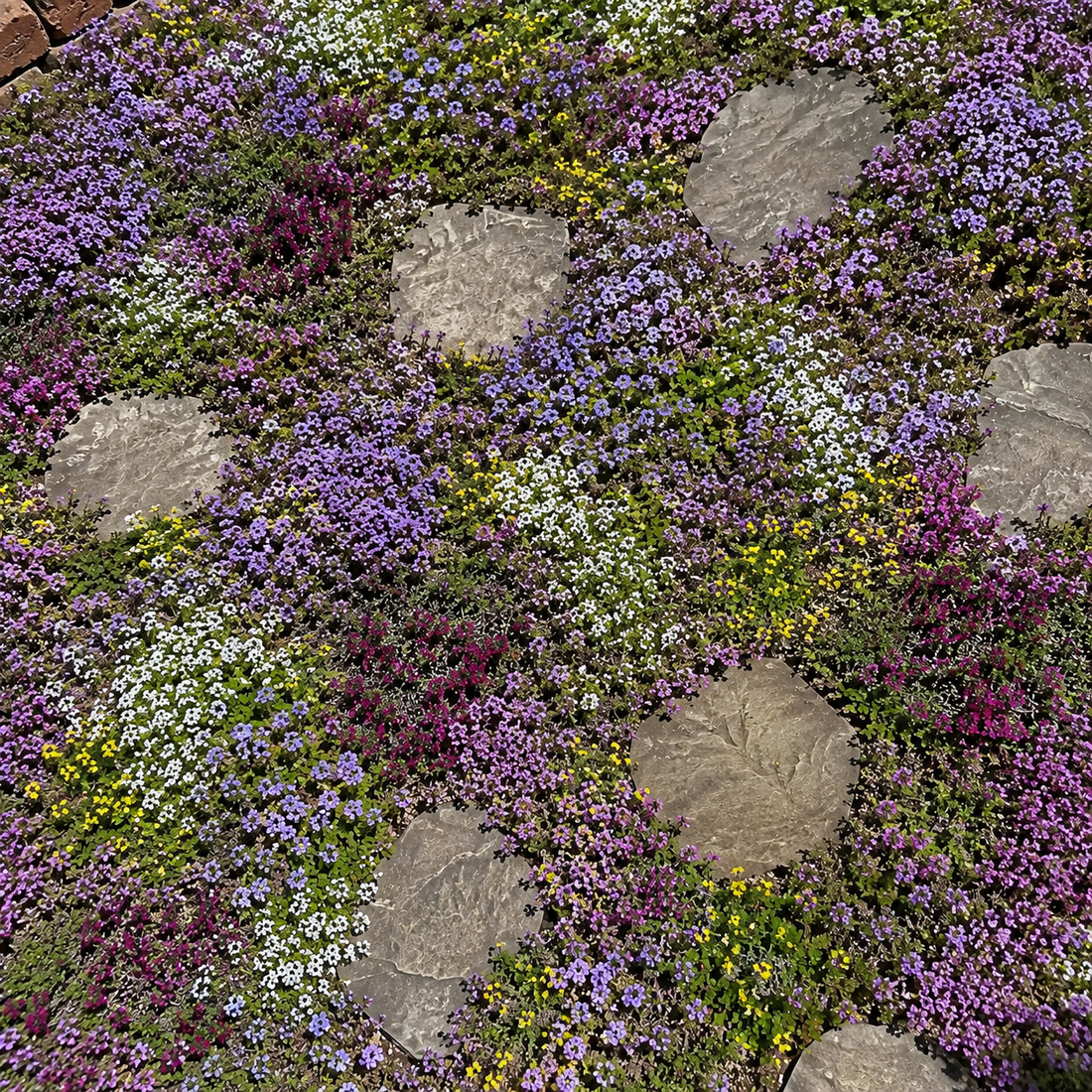 Creeping Thyme Seeds: A Beautiful and Functional Ground Cover for Garden Pathways