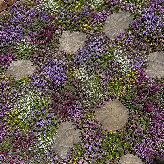 Creeping Thyme Seeds: A Beautiful and Functional Ground Cover for Garden Pathways