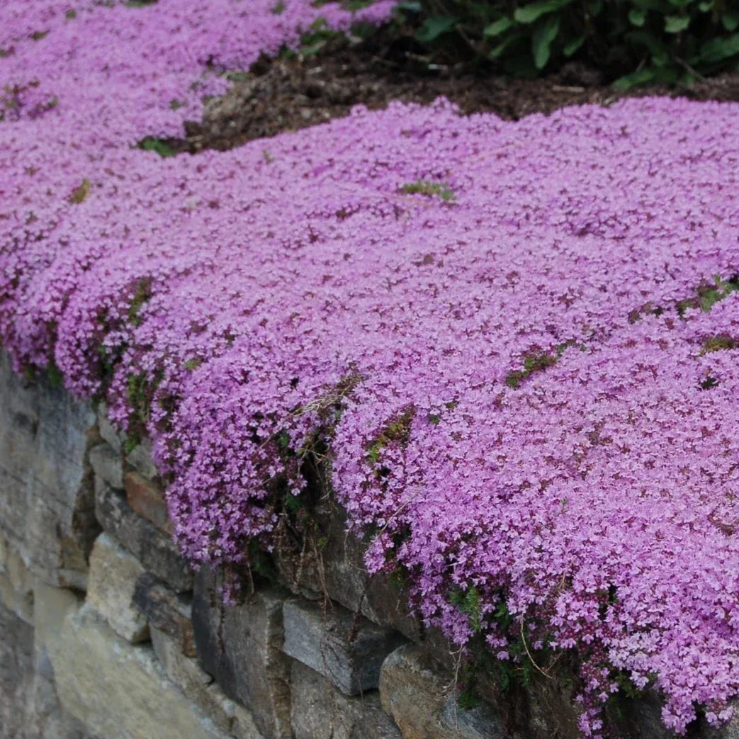 Creeping Thyme Seeds