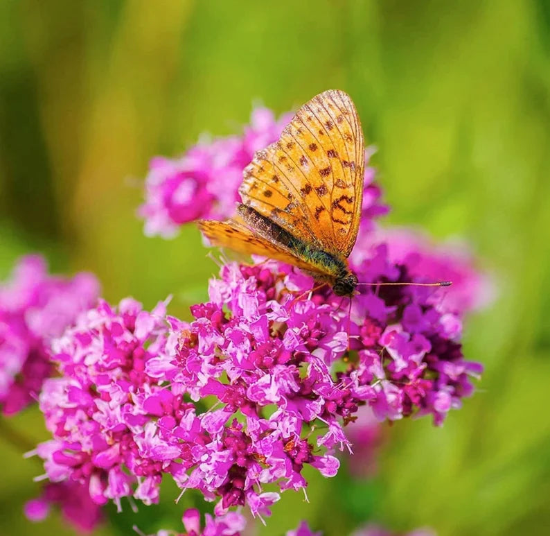 Creeping Thyme Seeds