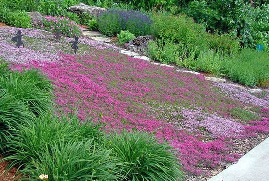 Creeping Thyme Seeds