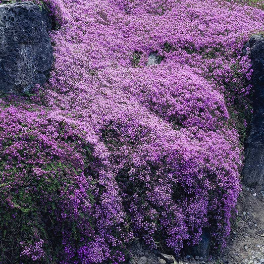 Growing Creeping Thyme Seeds in the USA: Full Guide to Coverage, Planting & Care (Zones 4–9)