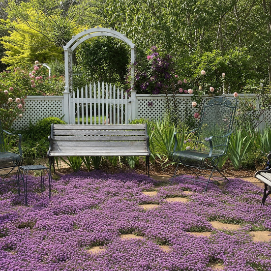 Planting in Summer, Fall, and Early Winter (Zones 4–9): Full Creeping Thyme Seeds All-Seasons Growing Guide: