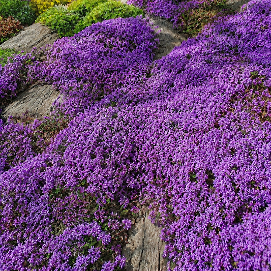 Growing Creeping Thyme Seeds in the USA: Full Guide to Coverage, Planting & Care (Zones 4–9)