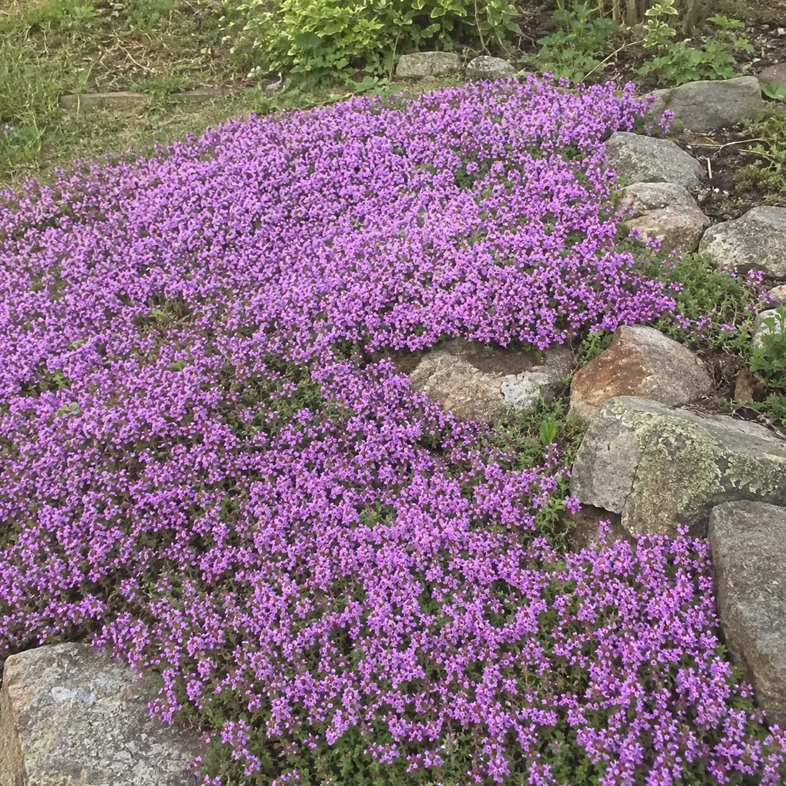 Creeping Thyme Seeds: The Secret to a Stunning, Low-Maintenance Garden