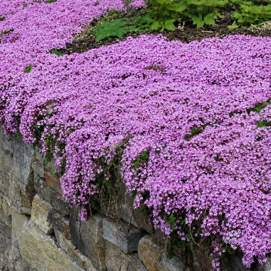 Planting in Summer, Fall, and Early Winter (Zones 4–9): Full Creeping Thyme Seeds All-Seasons Growing Guide: