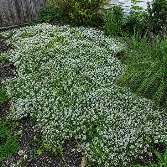 Creeping Thyme Seeds: A Child and Pet-Friendly Ground Cover