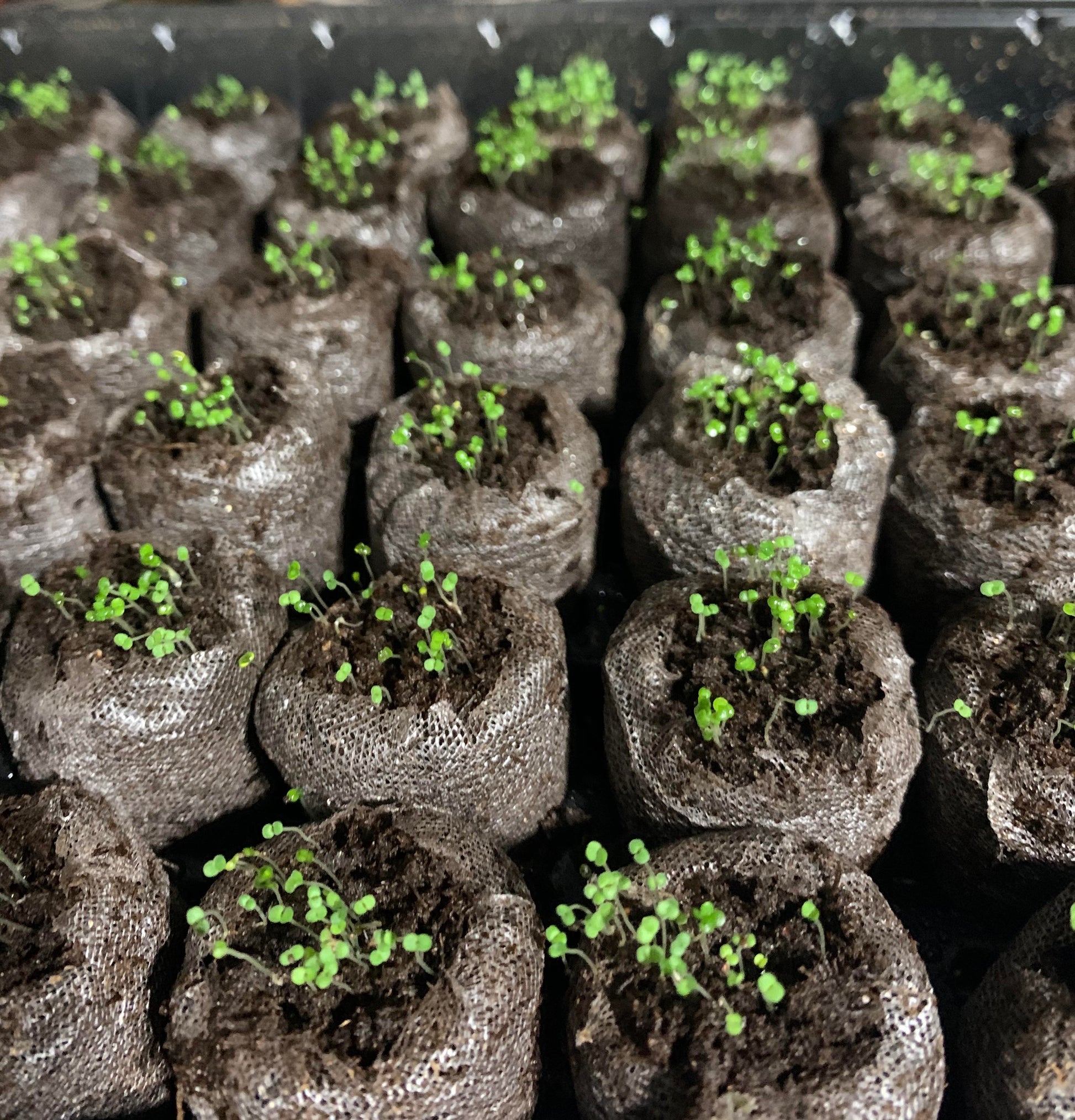creeping plant seeds Creeping Thyme Homegrown Seeds Easy to Plant and Grow Non-GMO Perennial Flower Premium Seeds