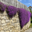 Creeping Thyme Seeds logo