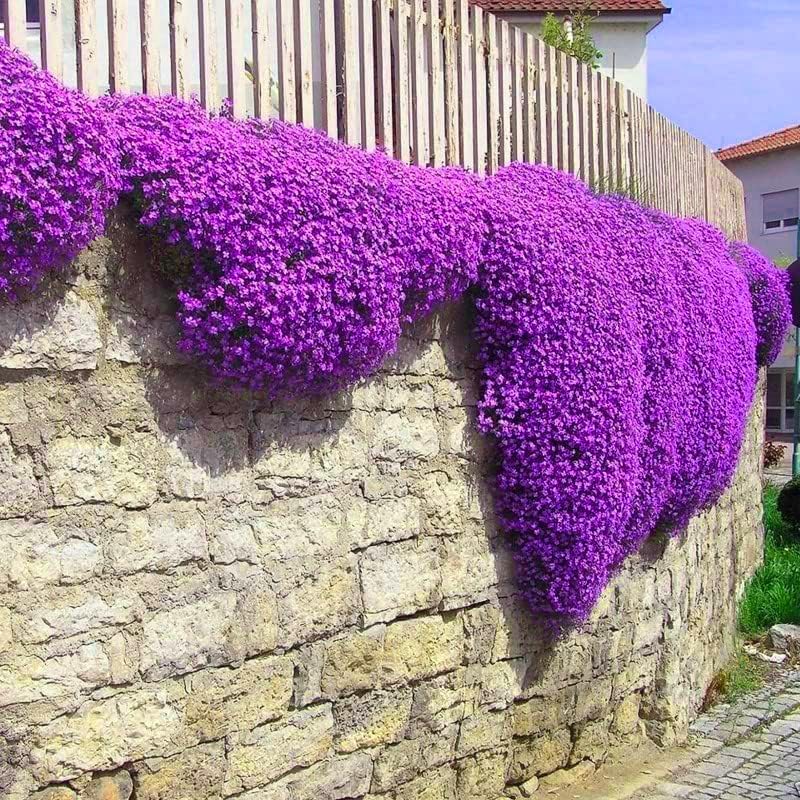 Creeping Thyme Homegrown Seeds Easy to Plant and Grow Non-GMO Perennial Flower Premium Seeds