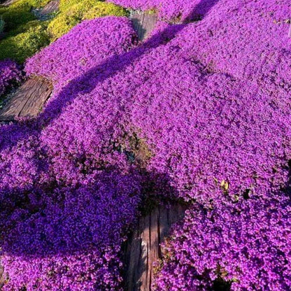 Creeping Thyme Homegrown Seeds Easy to Plant and Grow Non-GMO Perennial Flower Premium Seeds