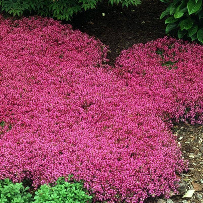 Creeping Thyme Homegrown Seeds Easy to Plant and Grow Non-GMO Perennial Flower Premium Seeds