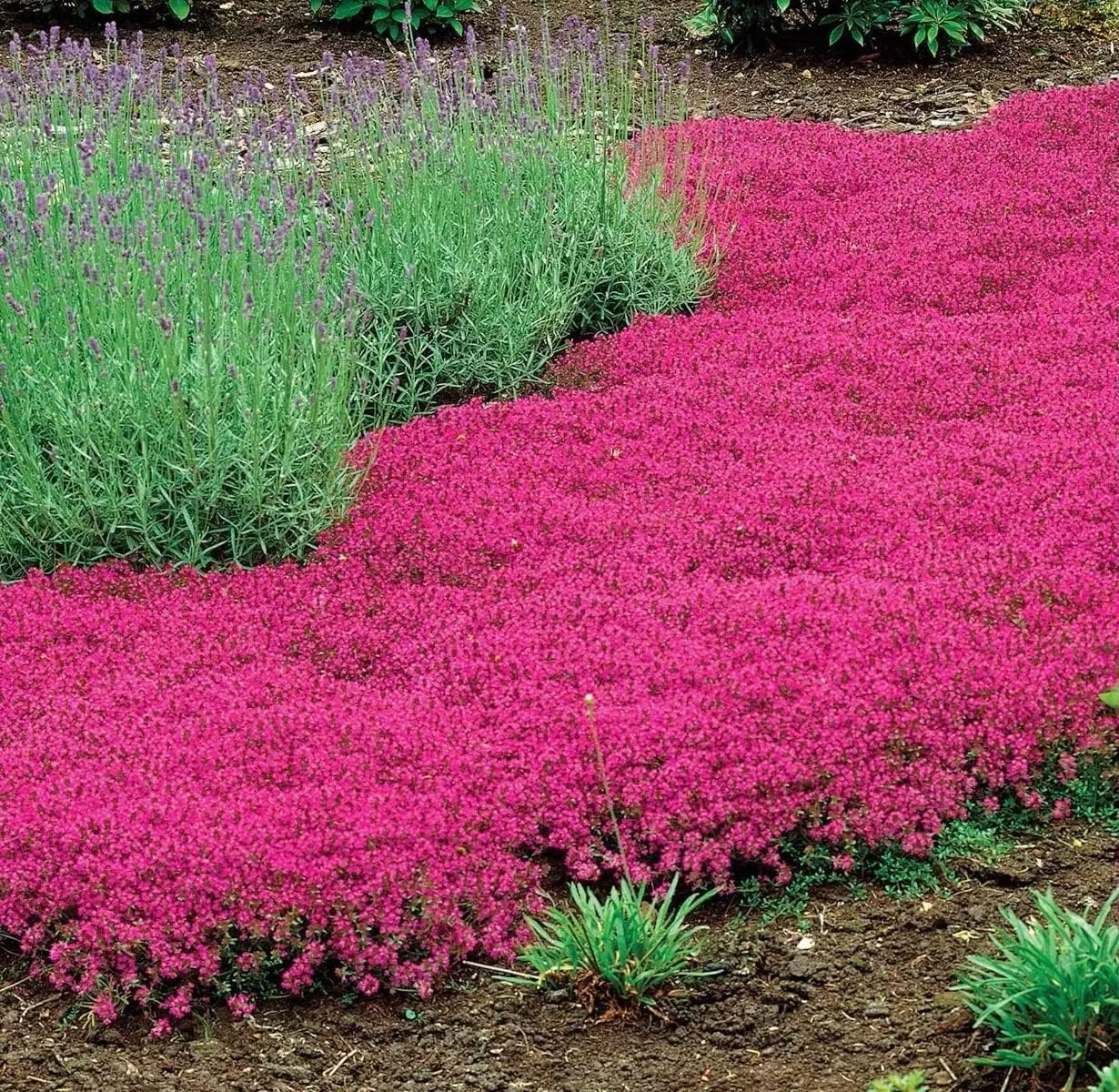 Creeping Thyme Homegrown Seeds Easy to Plant and Grow Non-GMO Perennial Flower Premium Seeds