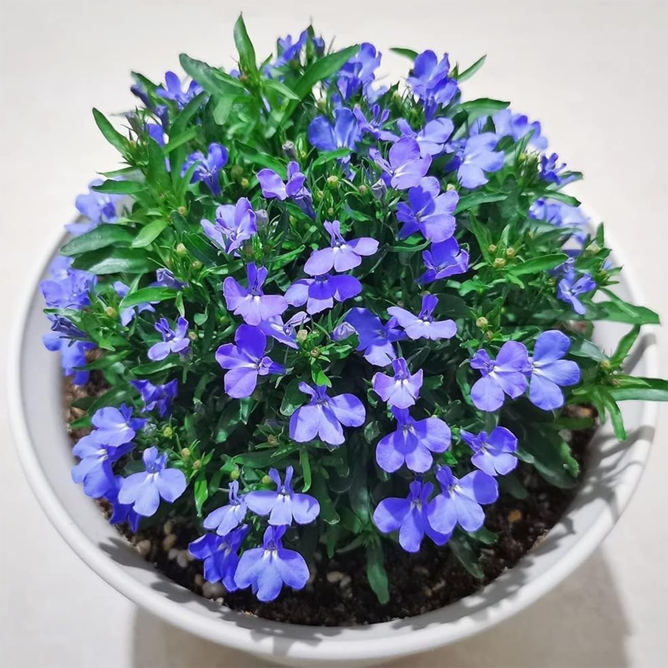 Creeping Thyme Homegrown Seeds Easy to Plant and Grow Non-GMO Perennial Flower Premium Seeds