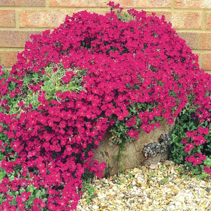 Creeping Thyme Homegrown Seeds Easy to Plant and Grow Non-GMO Perennial Flower Premium Seeds