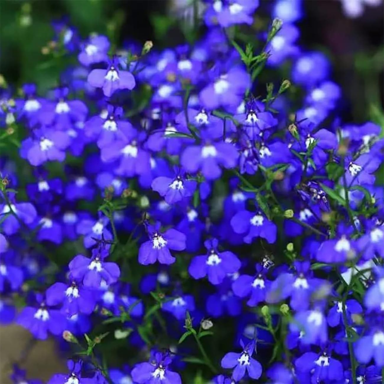 Creeping Thyme Homegrown Seeds Easy to Plant and Grow Non-GMO Perennial Flower Premium Seeds