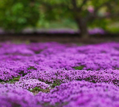 Creeping Thyme Homegrown Seeds Easy to Plant and Grow Non-GMO Perennial Flower Premium Seeds