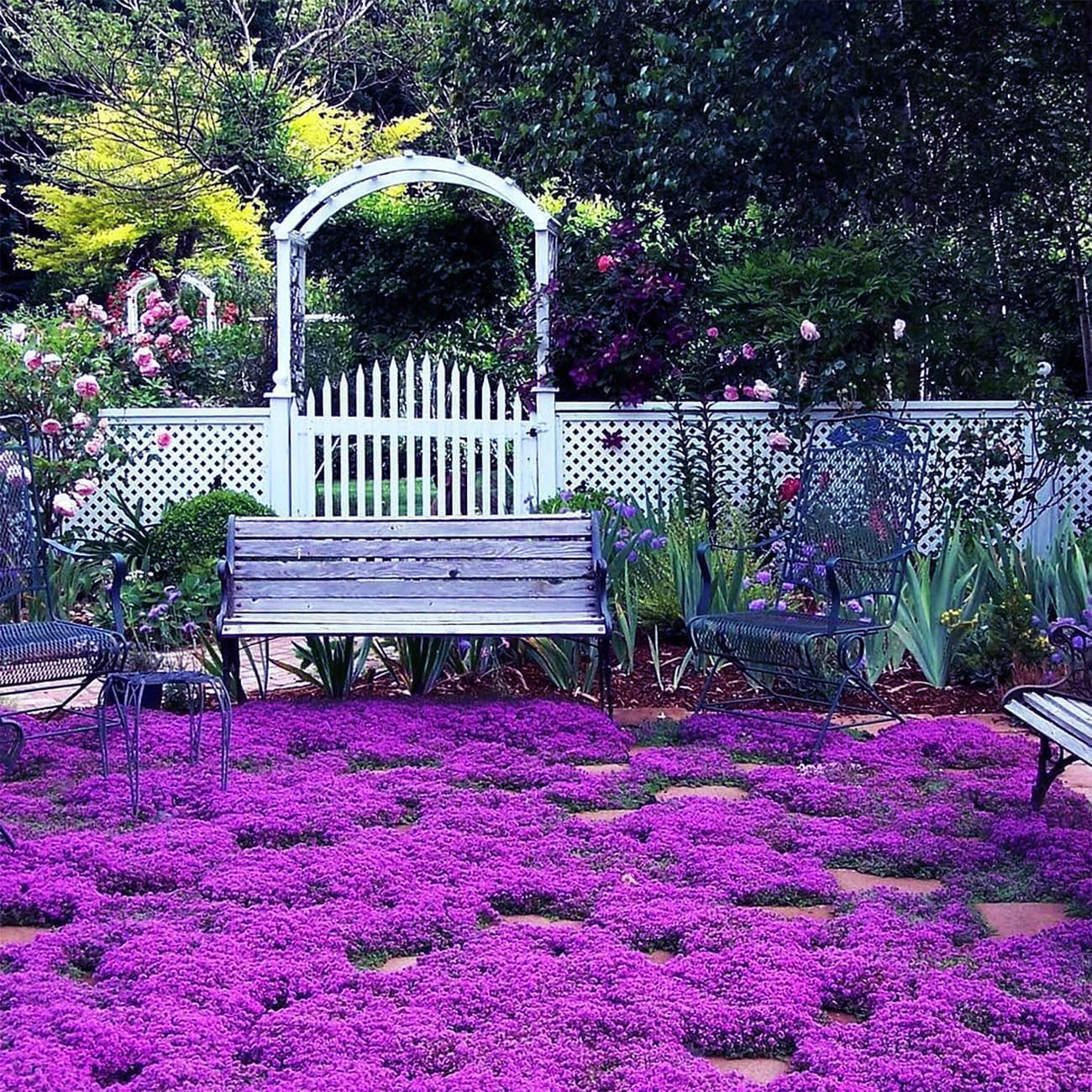 Creeping Thyme Homegrown Seeds Easy to Plant and Grow Non-GMO Perennial Flower Premium Seeds