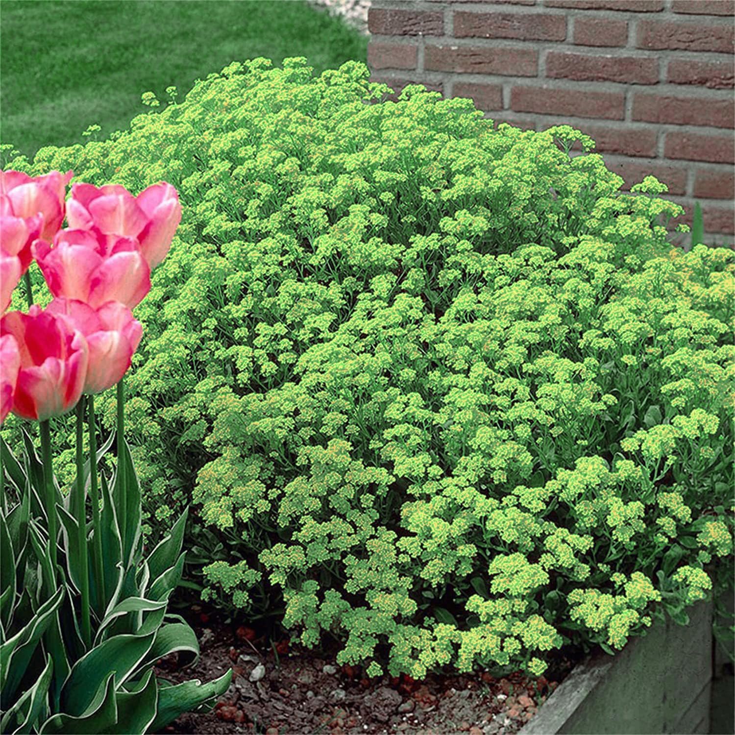 planting creeping thyme seeds outdoors Creeping Thyme Homegrown Seeds Easy to Plant and Grow Non-GMO Perennia – Creeping Thyme Seeds