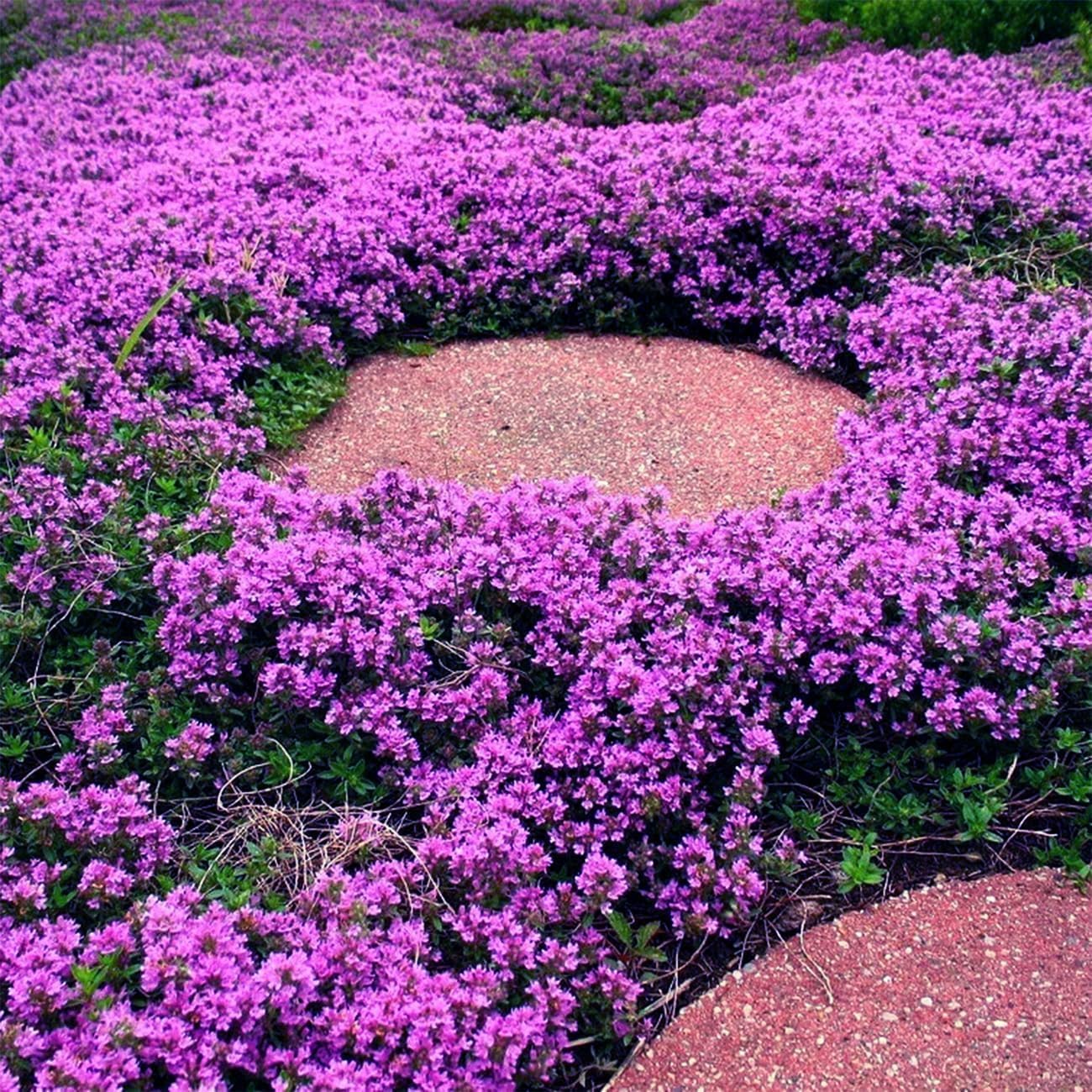 Creeping Thyme Homegrown Seeds Easy to Plant and Grow Non-GMO Perennial Flower Premium Seeds