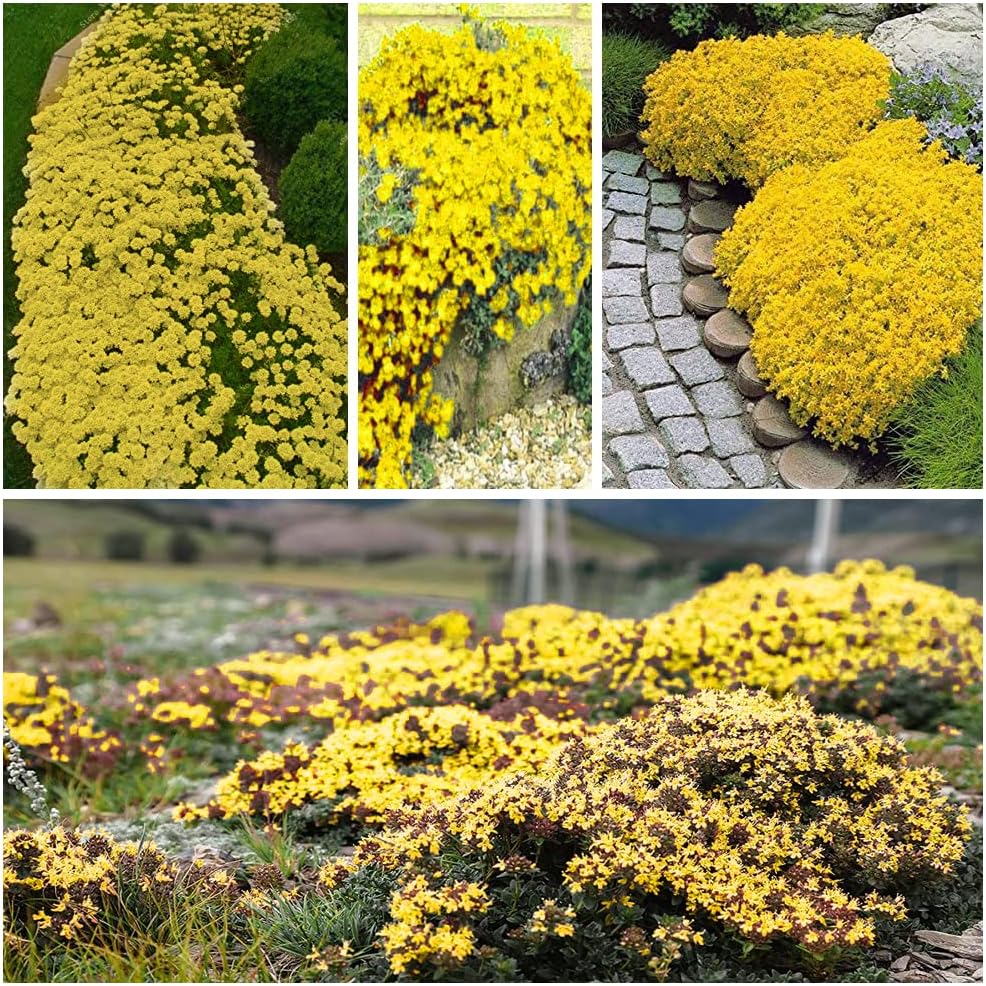 best time to plant creeping thyme seeds Creeping Thyme Homegrown Seeds Easy to Plant and Grow Non-GMO Perennial Flower Premium Seeds
