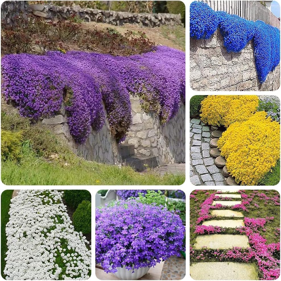 Creeping Thyme Homegrown Seeds Easy to Plant and Grow Non-GMO Perennial Flower Premium Seeds