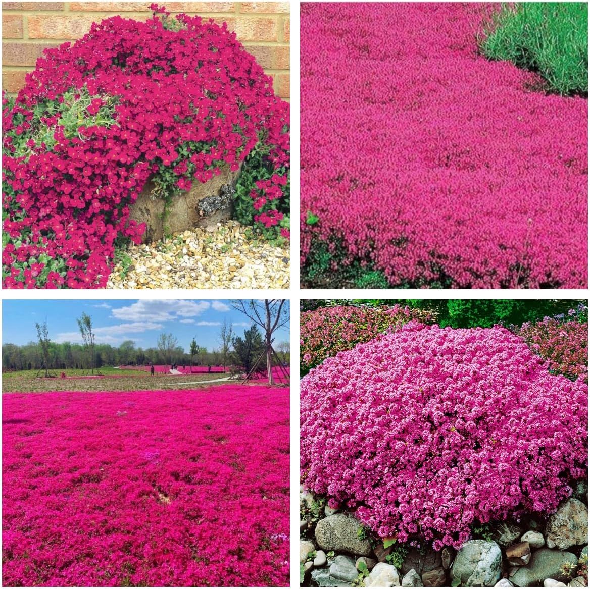 Creeping Thyme Homegrown Seeds Easy to Plant and Grow Non-GMO Perennial Flower Premium Seeds