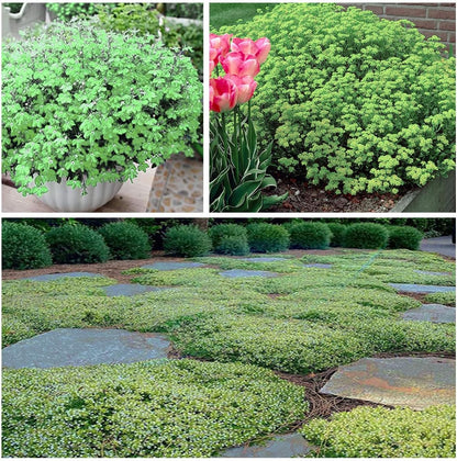 Creeping Thyme Homegrown Seeds Easy to Plant and Grow Non-GMO Perennial Flower Premium Seeds