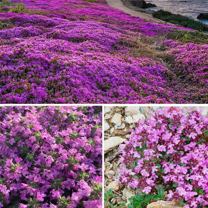 Creeping Thyme Homegrown Seeds Easy to Plant and Grow Non-GMO Perennial Flower Premium Seeds