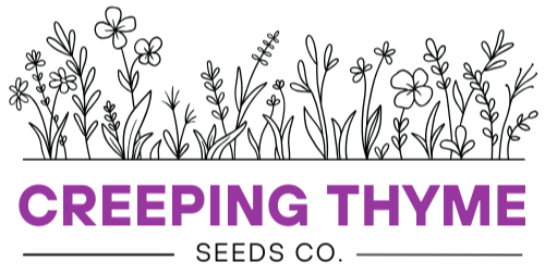 Creeping Thyme Seeds