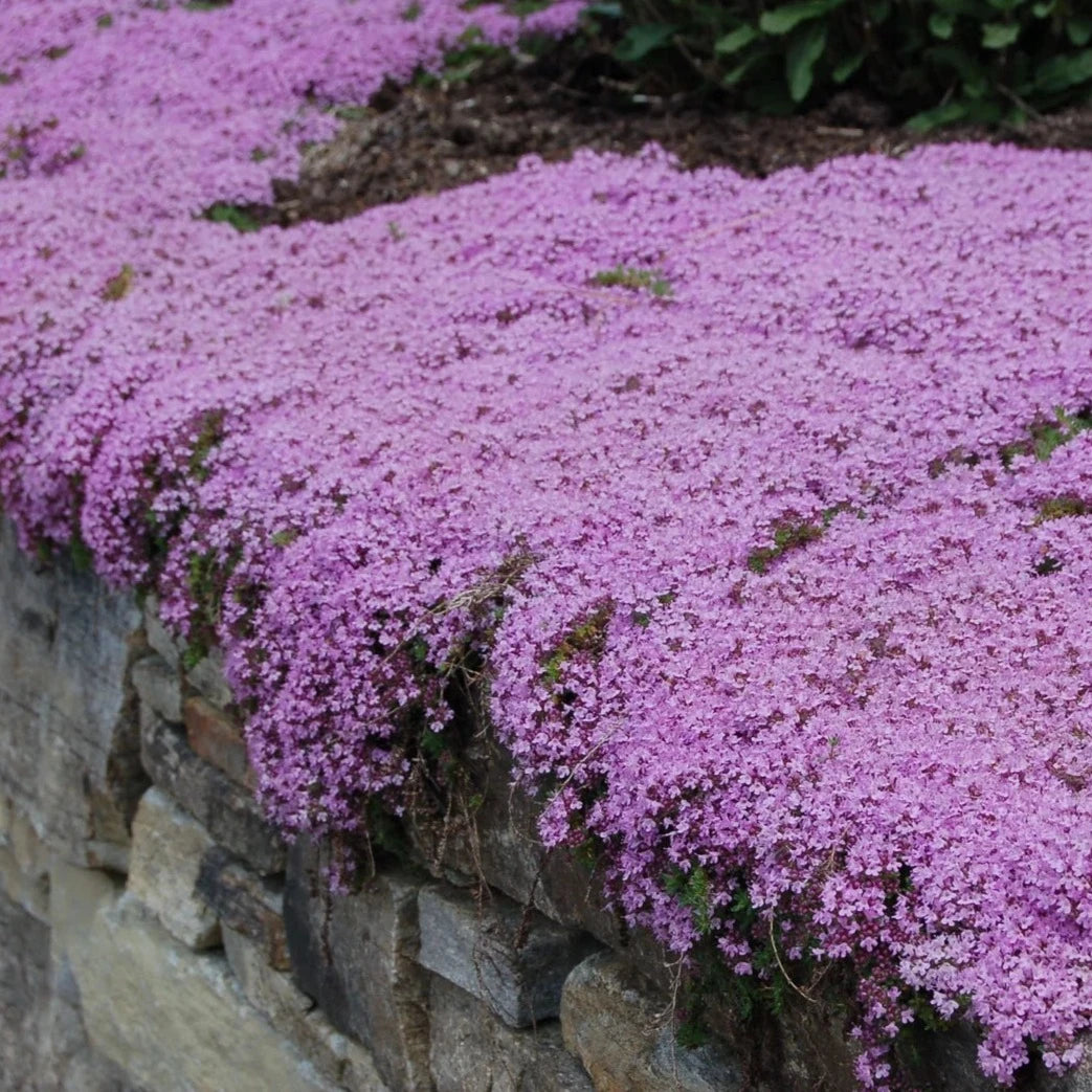 Creeping Thyme Homegrown Seeds Easy to Plant and Grow Non-GMO Perennial Flower Premium Seeds