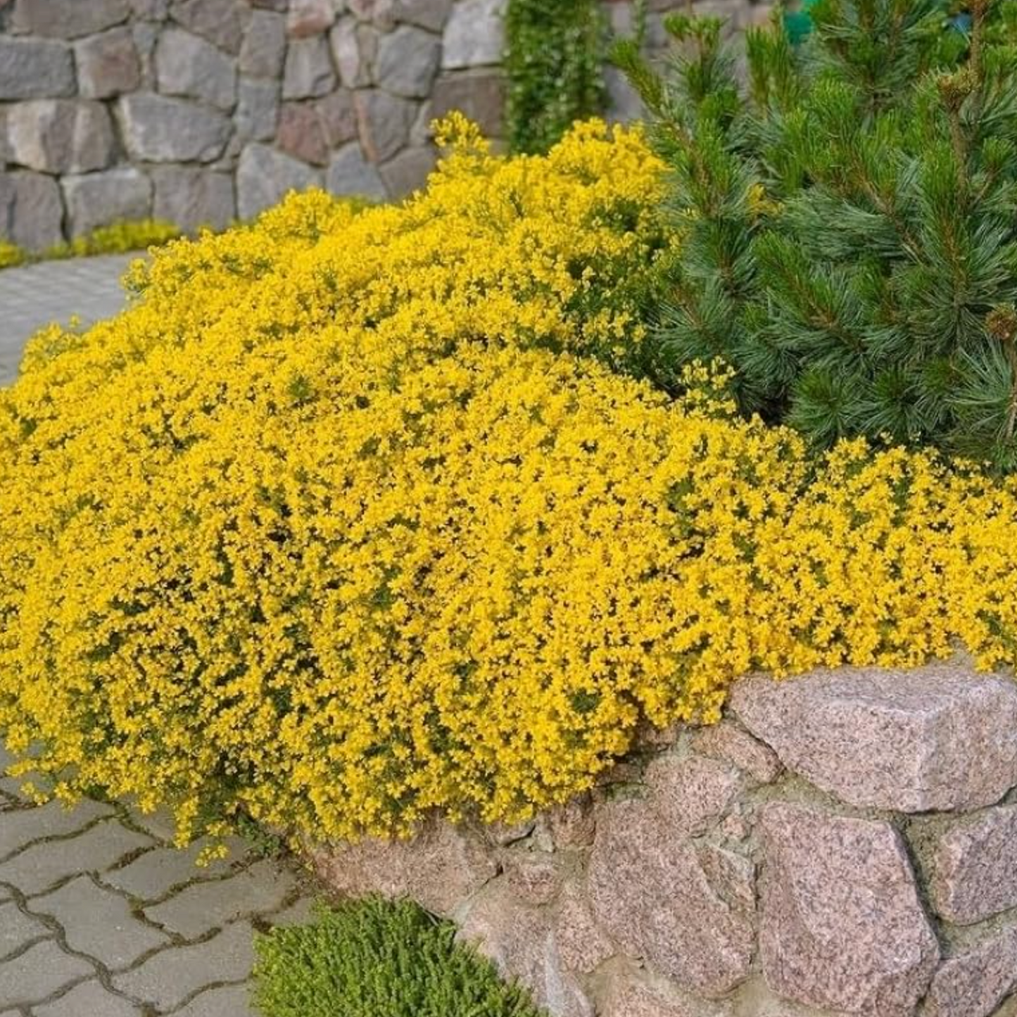 Creeping Thyme Homegrown Seeds Easy to Plant and Grow Non-GMO Perennial Flower Premium Seeds