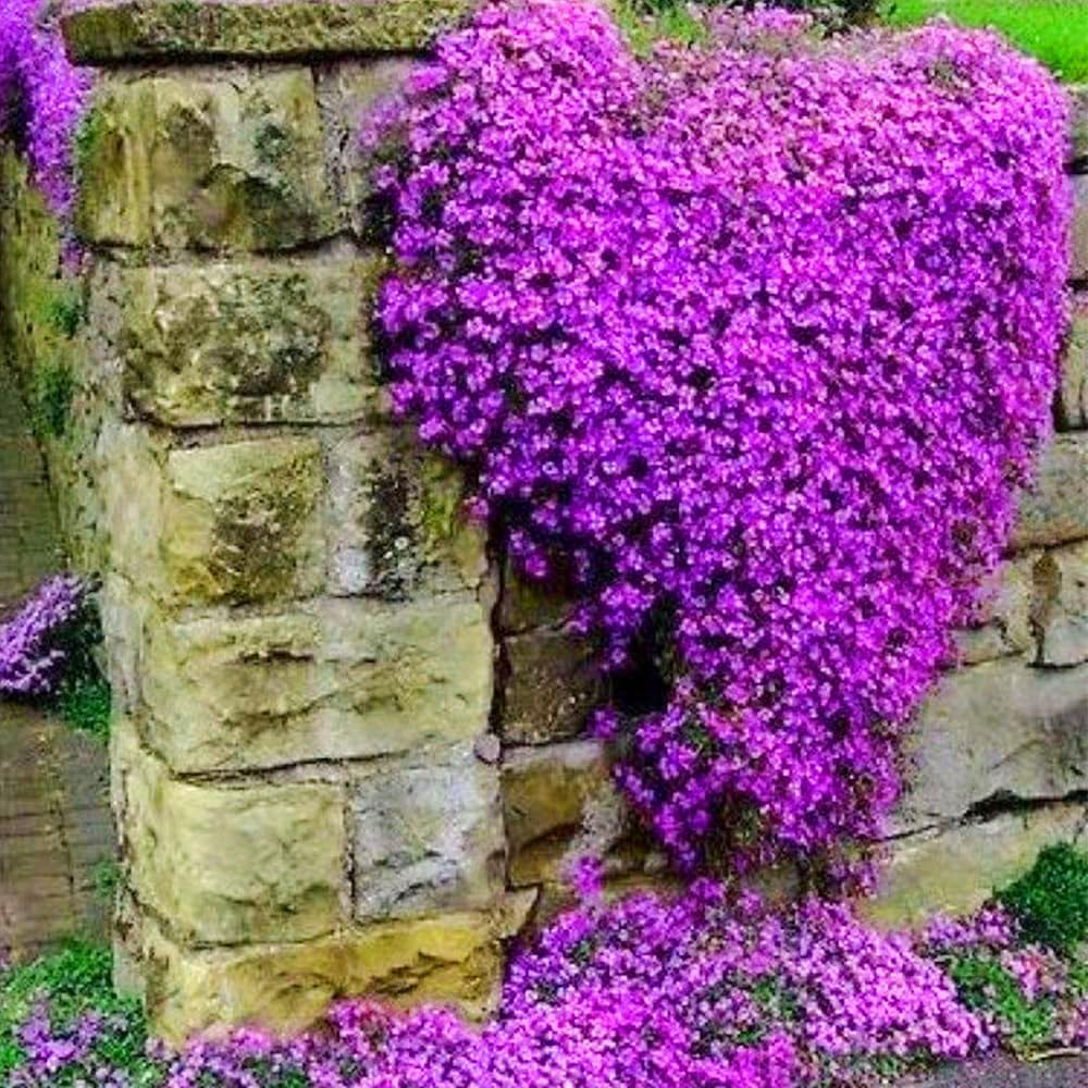 Creeping Thyme Homegrown Seeds Easy to Plant and Grow Non-GMO Perennial Flower Premium Seeds