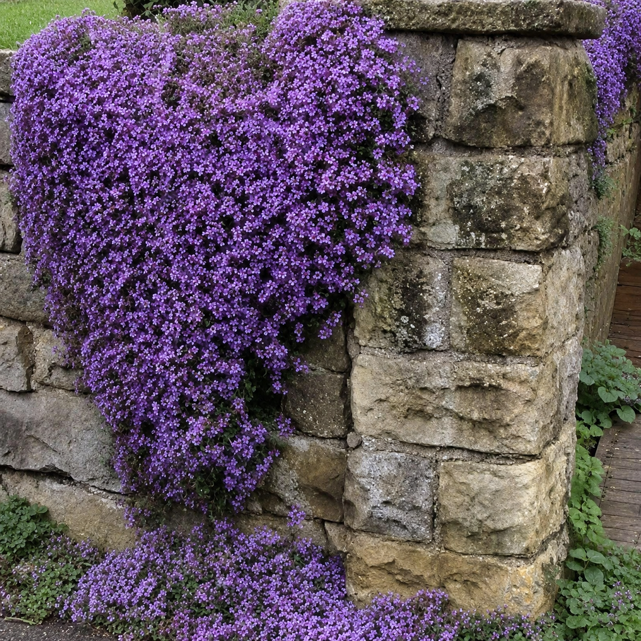 purple creeping thyme seeds