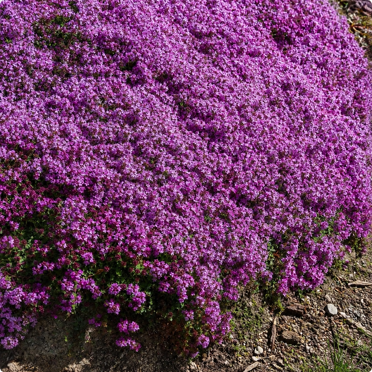 purple creeping thyme seeds