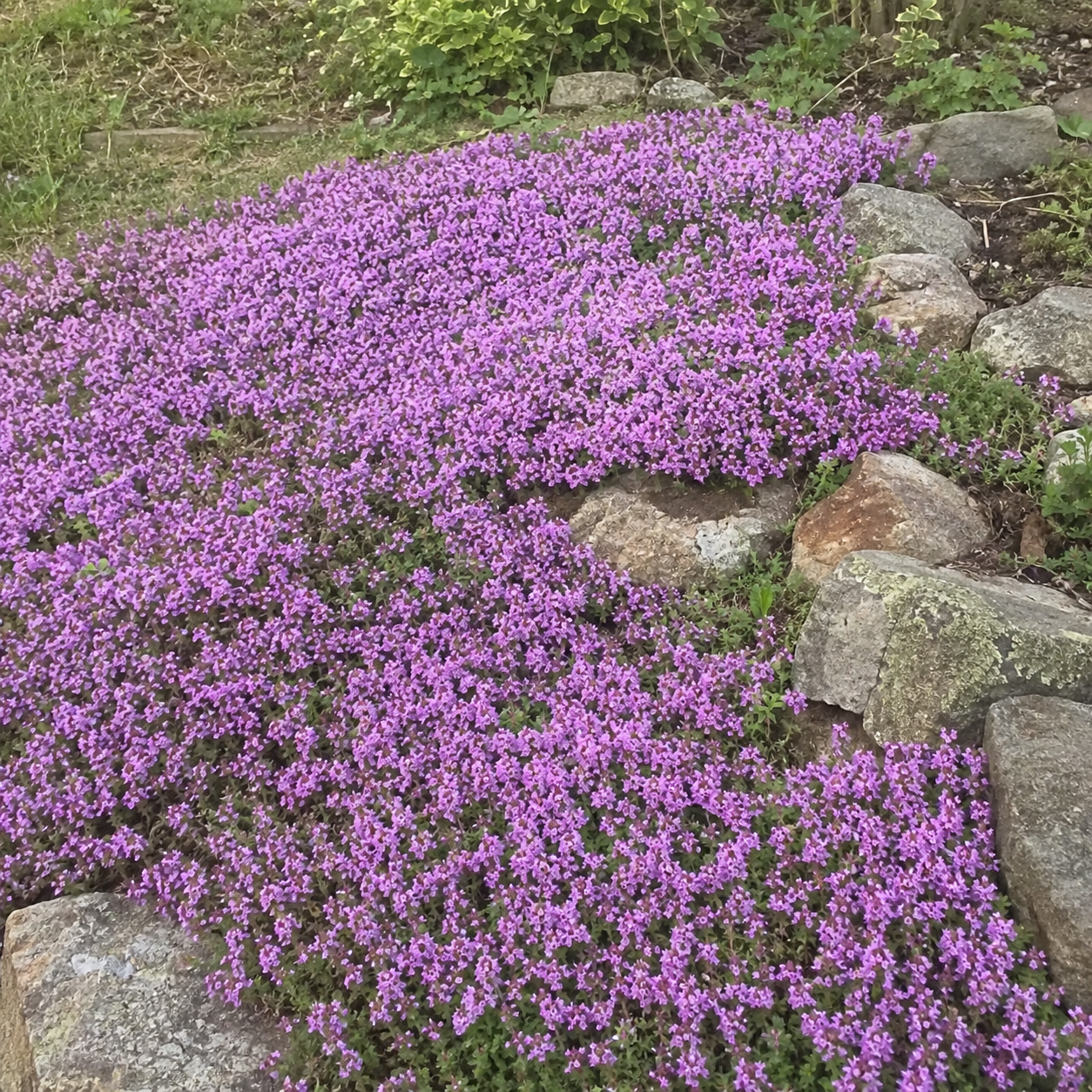 purple creeping thyme seeds