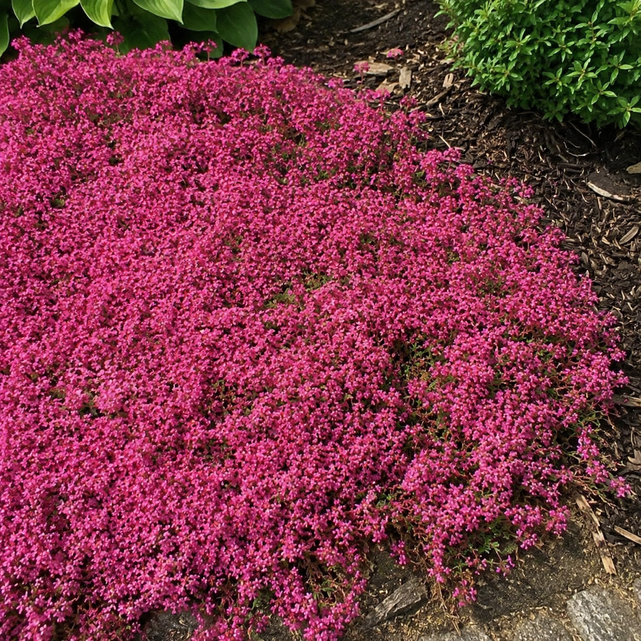 red creeping thyme seeds