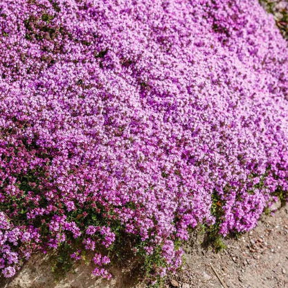 Creeping Thyme Homegrown Seeds Easy to Plant and Grow Non-GMO Perennial Flower Premium Seeds