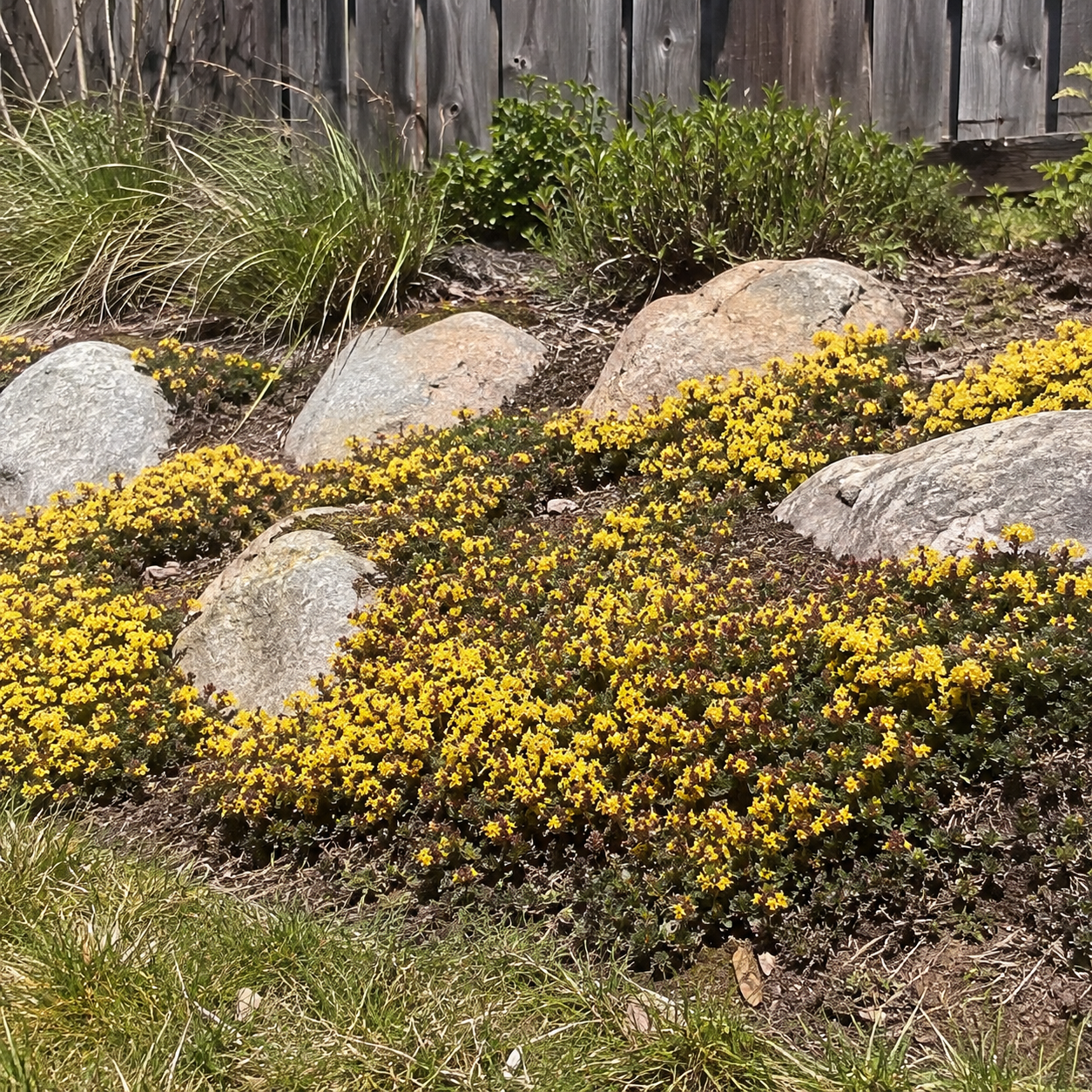 yellow creeping thyme seeds