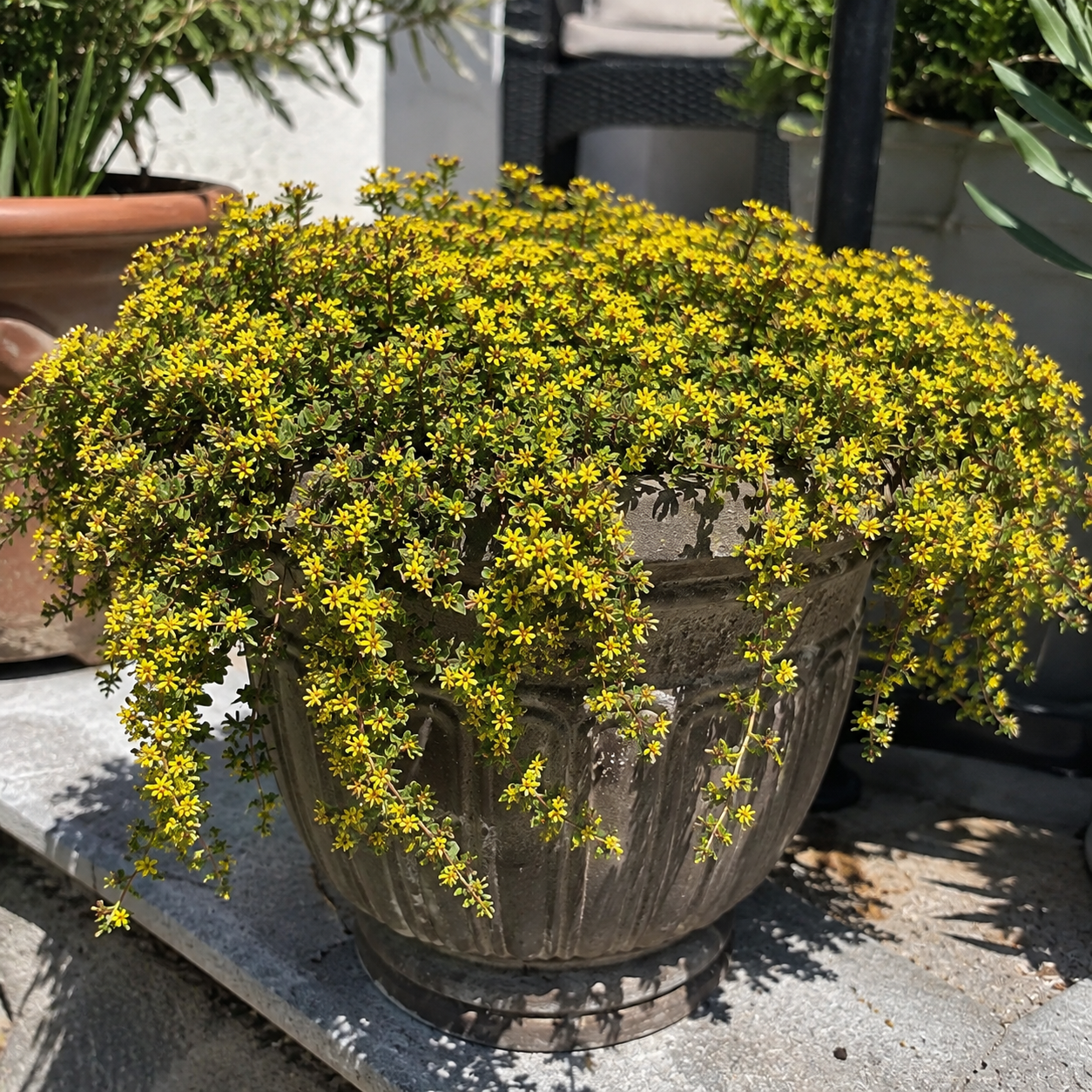 yellow creeping thyme seeds pot